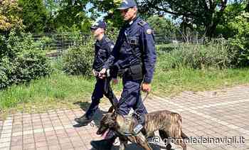 Il pastore Mitrix trova a Rozzano 40 dosi di cocaina nascoste nelle medicine - Giornale dei Navigli