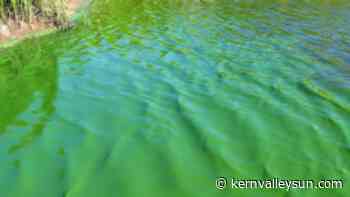 Blue/green algae: It's back! - Kern Valley Sun