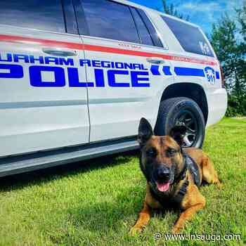 K-9 Unit ends stolen car chase in north Oshawa-Whitby that led to multiple collisions | inDurham - insauga.com