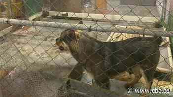 Wadena, Sask., council passes motion to shut down the town's only animal shelter within 60 days