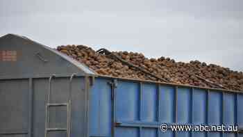 Chips in hot demand, but spud spend stays 'sensible' for shoppers