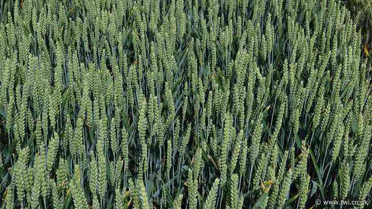 Insecticide-free wheat varieties set for drilling in autumn 2023