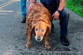 New York trooper crawls into drainage pipe to rescue missing dog - Glasgow Times
