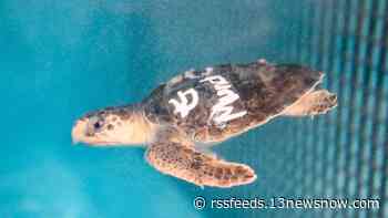 Virginia Aquarium responds to record-breaking 58 hooked sea turtles so far in 2022