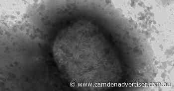Monkeypox cases reported in children: WHO - Camden Advertiser