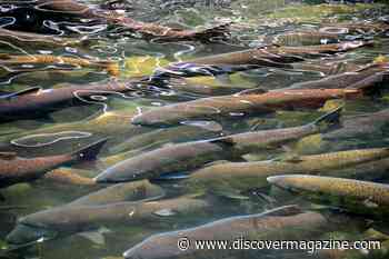 Salmon Find Safety In Numbers