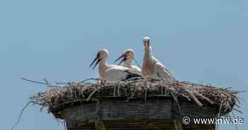Die erste Storchen-Familie auf dem Hof von Meyer zur Müdehorst - Neue Westfälische