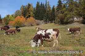 Le Regioni dell'Arco Alpino chiedono aiuti eccezionali zootecnia di montagna in crisi: - Valledaostaglocal.it