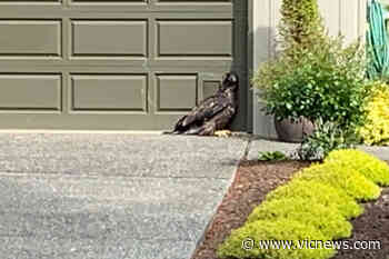 Juvenile eagle animal recovered from Sidney property euthanized – Victoria News - Victoria News