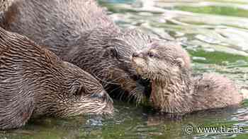 Gothaer „Rendezvous am Marabu“ abgesagt - Thüringische Landeszeitung