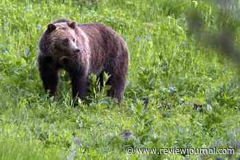 Backpacker mauled by grizzly bear in Wyoming