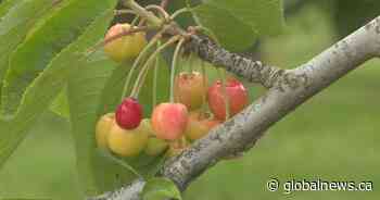 Okanagan rain delaying cherry harvest, farmers say