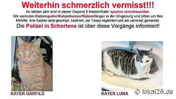 Vermisst: Auffälliger Katzenschwund auch in Schortens - Lokal26