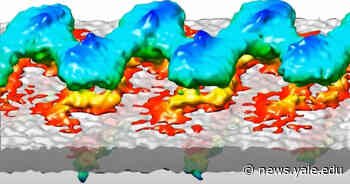 Architecture of the tail drives sperm forward - Yale News