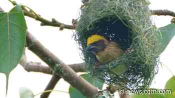 Being a bird requires a lot of skills, including architecture - CGTN
