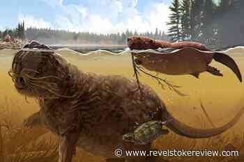 Morning Start: Beavers used to be the size of black bears – Revelstoke Review - Revelstoke Review