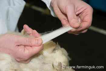 British Wool increases wool grading and storage in Scotland