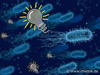 Neue Biobatterien nutzen bakterielle Interaktionen zur wochenlangen Stromerzeugung
