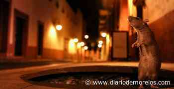 Fotografía de Cuernavaca gana en el primer certamen Vida Silvestre Urbana 2022 - Diario de Morelos