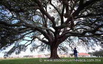 Sin árboles, el cielo caería sobre nosotros - El Sol de Cuernavaca