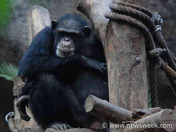 Chimpanzees Turn Ace Hunters in Virtual Reality Video Game Study - Newsweek