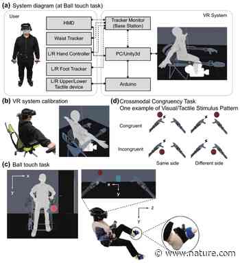 Embodiment of supernumerary robotic limbs in virtual reality | Scientific Reports - Nature.com
