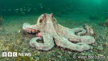Octopus sightings surge in Cornwall waters