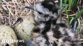 Police action against dog walker after curlew nest and eggs destroyed