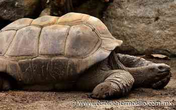 ¿Por qué tortugas y anfibios no envejecen? - El Sol de Hermosillo