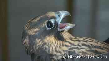 One of the falcons nesting at CTV Kitchener goes missing – again - CTV News Kitchener