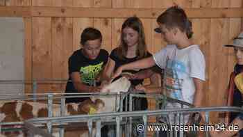 Ein Bauernhof zum Erleben: Rosenheimer Schüler lernen, wo die Milch herkommt
