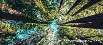 Positive signs as wildfire season returns - My Comox Valley Now