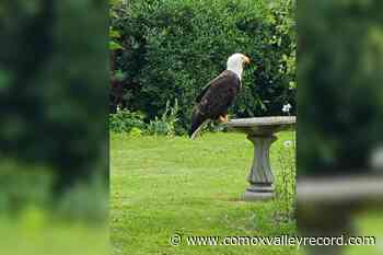 Eagle provides photo-moment in Comox - Comox Valley Record