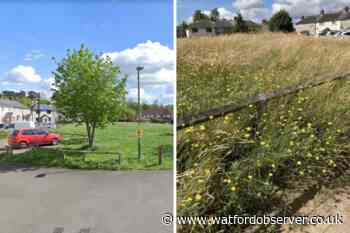 Long grass in Abbots Langley street 'could cause crash'