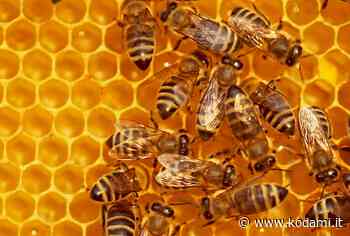Sciame d’api recuperato dai Vigili del Fuoco a Fabriano. «Salvando le api si salva il pianeta» - Kodami