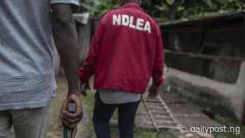 NDLEA arrests 7 suspects, seizes 37.67kg illicit drugs in Rivers - Daily Post Nigeria
