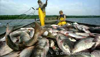 Asian carp: Illinois to announce rename the fish in hopes more people will eat it - Chicago Sun-Times