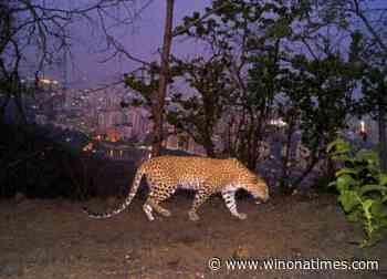 Big cats in urban jungle: LA mountain lions, Mumbai leopards - Winona Times