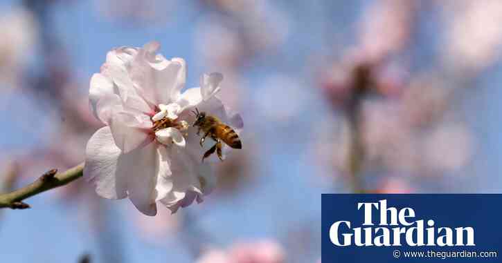 Bee industry confident varroa mite can be contained after 600 hives destroyed in NSW
