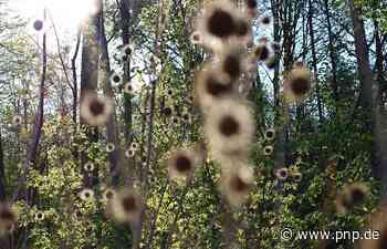 Forstleute fordern mehr Personal für Waldumbau - Naturschutz - Passauer Neue Presse - PNP.de