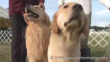Maine's largest annual dog show is this weekend at the Cumberland Fairgrounds Part 3 - NewsCenterMaine.com WCSH-WLBZ