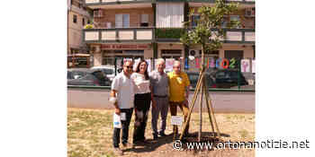 Rotary Club di Ortona: piantumazione dell' “Albero dell'Amicizia” nel giardino della scuola d'infanzia “Gran Sasso” - Ortona Notizie