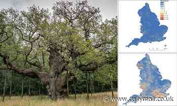 Charity calls for England's two million ancient trees to be given same protection as old buildings