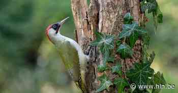 Zondag opent nieuw Spechtenpad in natuurgebied Ganzenveld | UIT-TIPS Meetjesland & Deinze | hln.be - Het Laatste Nieuws