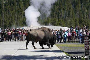 Bison gores Colorado man in 2nd attack this year at Yellowstone