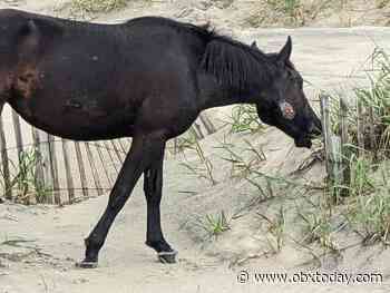 Spot two-year old mare Alma out on the beach? Leave her at bay. - OBXToday.com