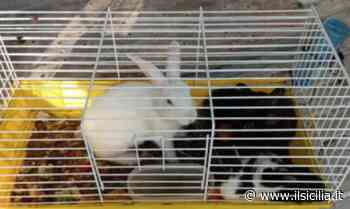 Catania, recuperati animali abbandonati al mercatino delle pulci - ilSicilia.it