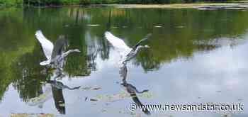 'Swan Lake' comes to Hammond's Pond in Carlisle | News and Star - News & Star
