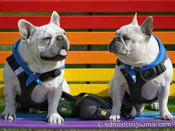 Edmonton weather: Rainy morning, chance of showers in the afternoon, more rain tonight - Edmonton Journal