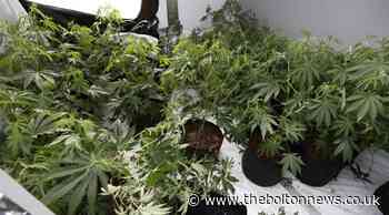 Bolton: Cannabis farm discovered on Harroby Street, Farnworth